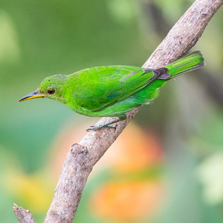 Arenal - Female green honeycreeper